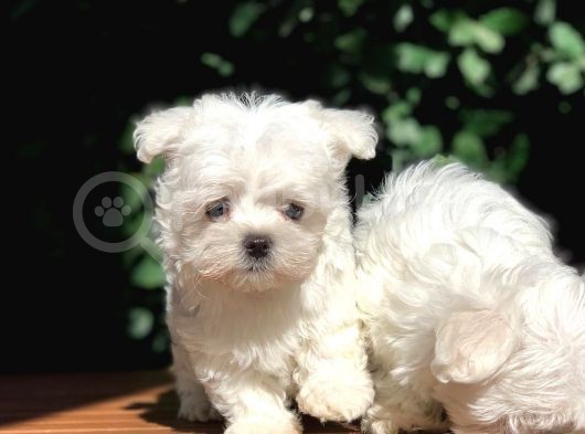 Teacup Maltese Yavrular görsel