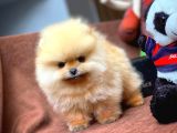 Çocuklarla Anlaşabilen En İyi Irk Pomeranian Yavrularımız