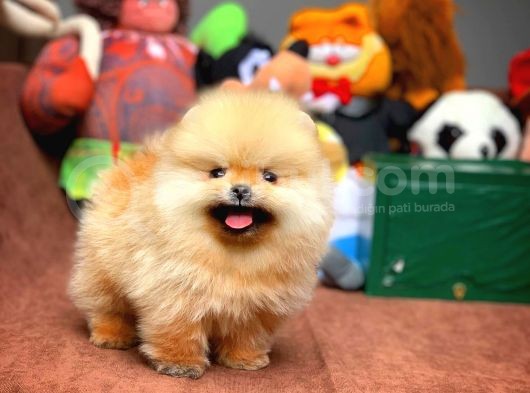 Çocuklarla Anlaşabilen En İyi Irk Pomeranian Yavrularımız görsel