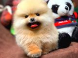 Çocuklarla Anlaşabilen En İyi Irk Pomeranian Yavrularımız