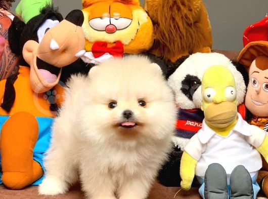 Show Kalite Pomeranian Yavrularımız görsel