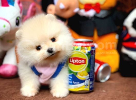 Show Kalite Pomeranian Yavrularımız görsel