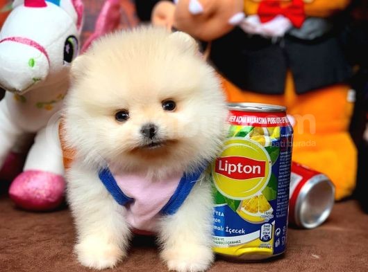 Show Kalite Pomeranian Yavrularımız görsel