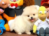 Show Kalite Pomeranian Yavrularımız