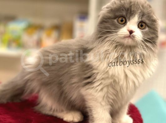 Sıfır Kulak Bicolor Longhair Scottish Fold Dişi Yavrumuz görsel