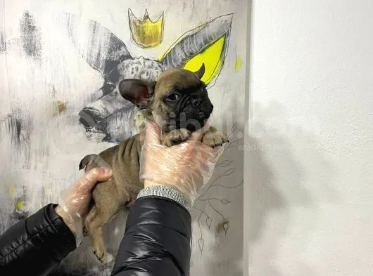 Pomeranian Boo Teddy Bear Yavrular