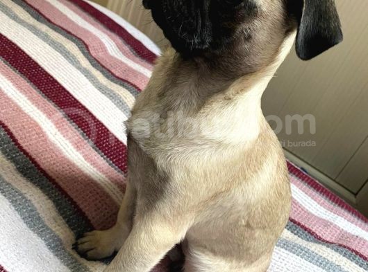 Pug Mops Safkan görsel