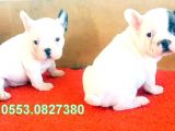 Safkan French Bulldog Yavrular İzmi̇r