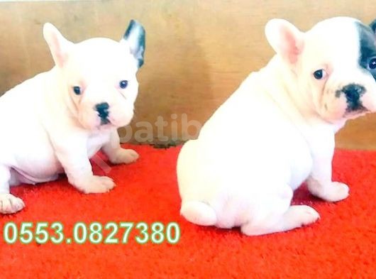 Safkan French Bulldog Yavrular İzmi̇r görsel