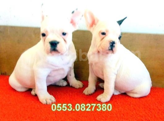 Safkan French Bulldog Yavrular İzmi̇r görsel