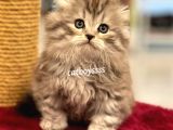 Longhair Scottish Fold Erkek Yavrumuz