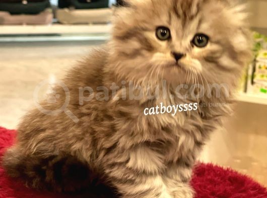 Longhair Scottish Fold Erkek Yavrumuz görsel