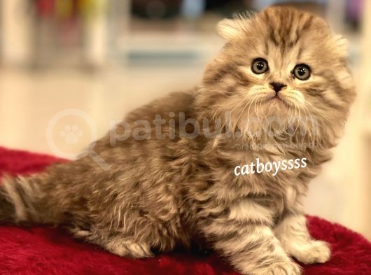 Longhair Scottish Fold Erkek Yavrumuz görsel