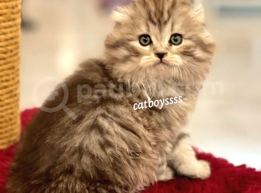 Longhair Scottish Fold Erkek Yavrumuz görsel