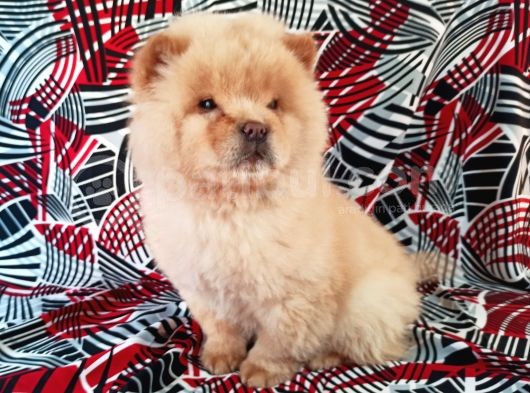 Beyaz Chow Chow Yavrumuz görsel