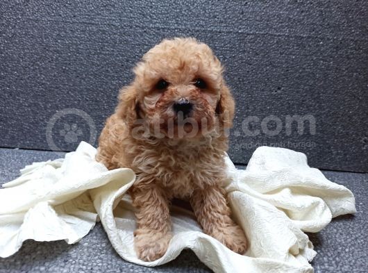 Apricot Dişi Toy Poodle Yavrumuz görsel