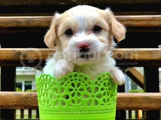 Dizayn Irk Maltipoo Yavrumuz