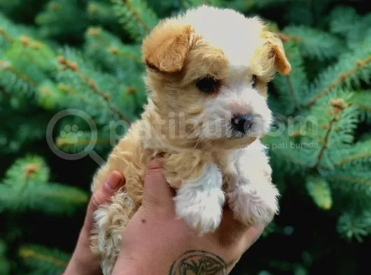 Bal Rengi Maltipoo Yavrumuz