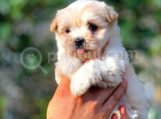 2 Aylık Erkek Ve Di̇şi̇ Malti̇poo Yavrular görsel