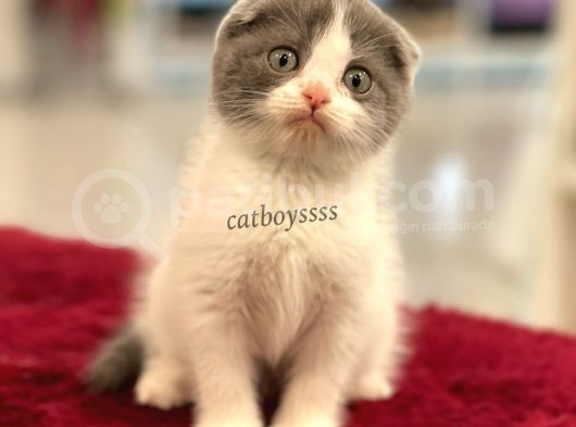 Bi Color Scottish Fold Dişi Yavrumuz görsel