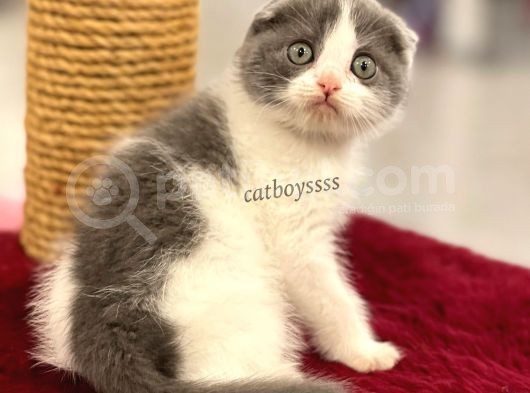 Bi Color Scottish Fold Dişi Yavrumuz görsel