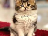 Bi Color Longhair British Erkek Yavrumuz
