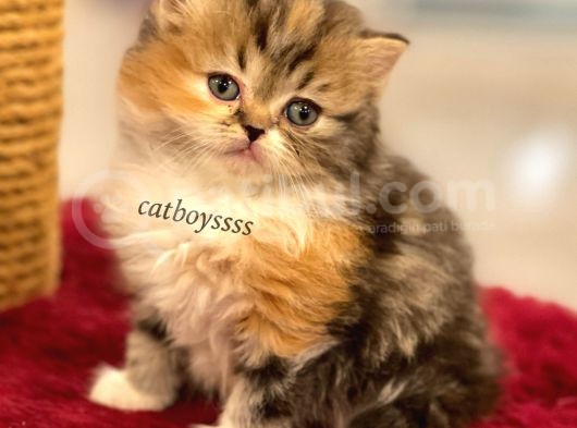 Bi Color Longhair British Dişi Yavrumuz görsel