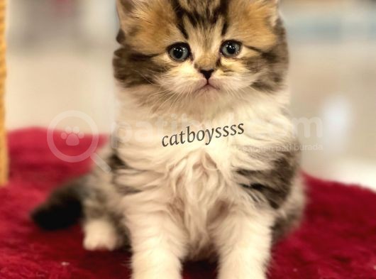 Bi Color Longhair British Erkek Yavrumuz görsel