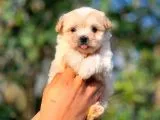 2 Aylık Erkek Ve Di̇şi̇ Malti̇poo Yavrular