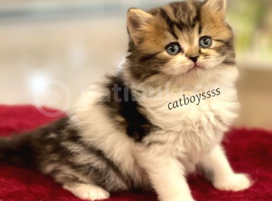 Bi Color Longhair British Erkek Yavrumuz görsel