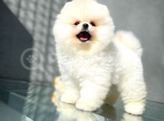 Show Kalite Pomeranian Yavrularımız görsel