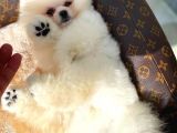 Show Kalite Pomeranian Yavrularımız