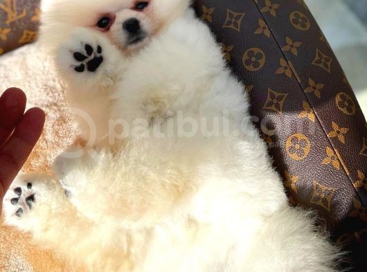 Show Kalite Pomeranian Yavrularımız görsel