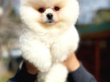 Show Kalite Pomeranian Yavrularımız