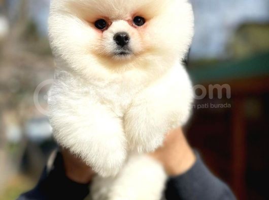 Show Kalite Pomeranian Yavrularımız görsel