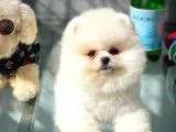 Show Kalite Pomeranian Yavrularımız