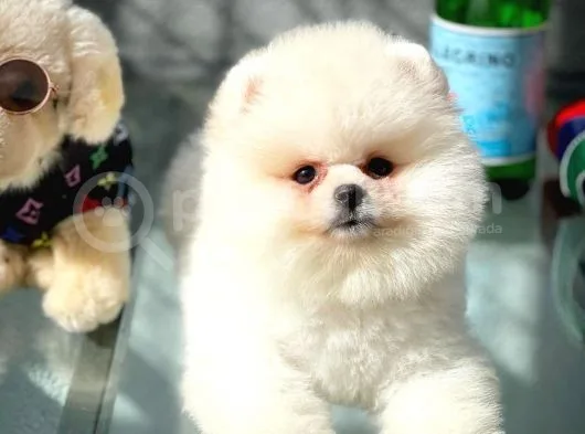 Show Kalite Pomeranian Yavrularımız