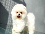 Show Kalite Pomeranian Yavrularımız