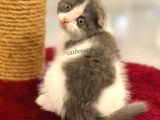 Bi Color Scottish Fold Dişi Yavrumuz