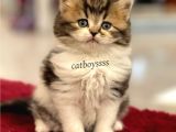 Bi Color Longhair British Erkek Yavrumuz