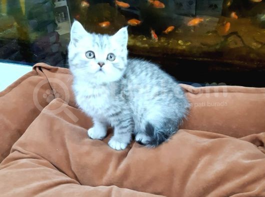 Silver Tabi Erkek Yavrular görsel