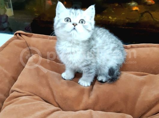 Silver Tabi Erkek Yavrular görsel