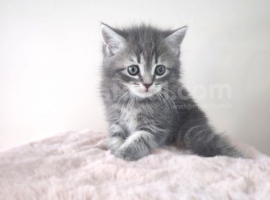 Hari̇ka Kürklü Scotti̇sh Whi̇skas Yeni̇ Ai̇lesi̇ni̇ Bekli̇yor görsel