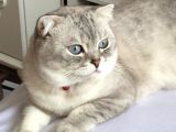 Yakışıklı Oğlumuz Leo'Yu Sahiplendiriyoruz