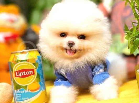 Show Class Secereli Pomeranian Yavrularımız