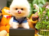 Show Class Secereli Pomeranian Yavrularımız
