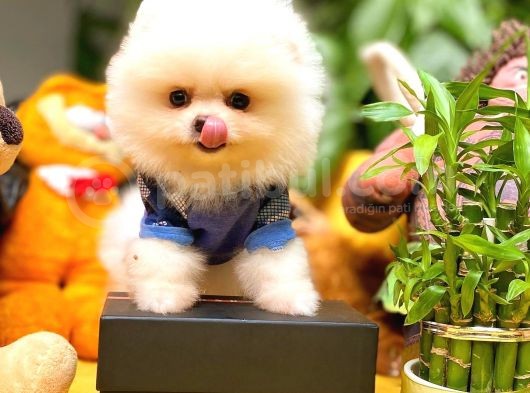 Show Class Secereli Pomeranian Yavrularımız görsel