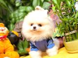 Show Class Secereli Pomeranian Yavrularımız