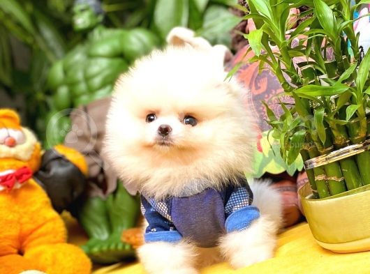Show Class Secereli Pomeranian Yavrularımız görsel
