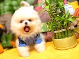 Show Class Secereli Pomeranian Yavrularımız